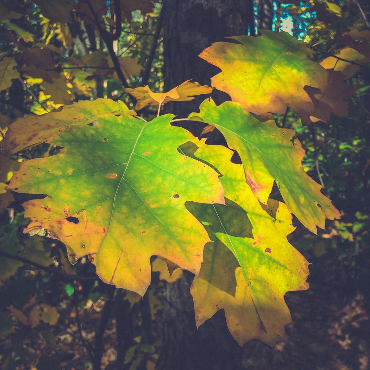 c300e-9ab16-45266083202-bdffdb2619-o