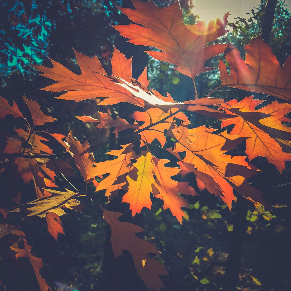 ca96c-eeb24-43499530500-c7a3d5a2f1-o