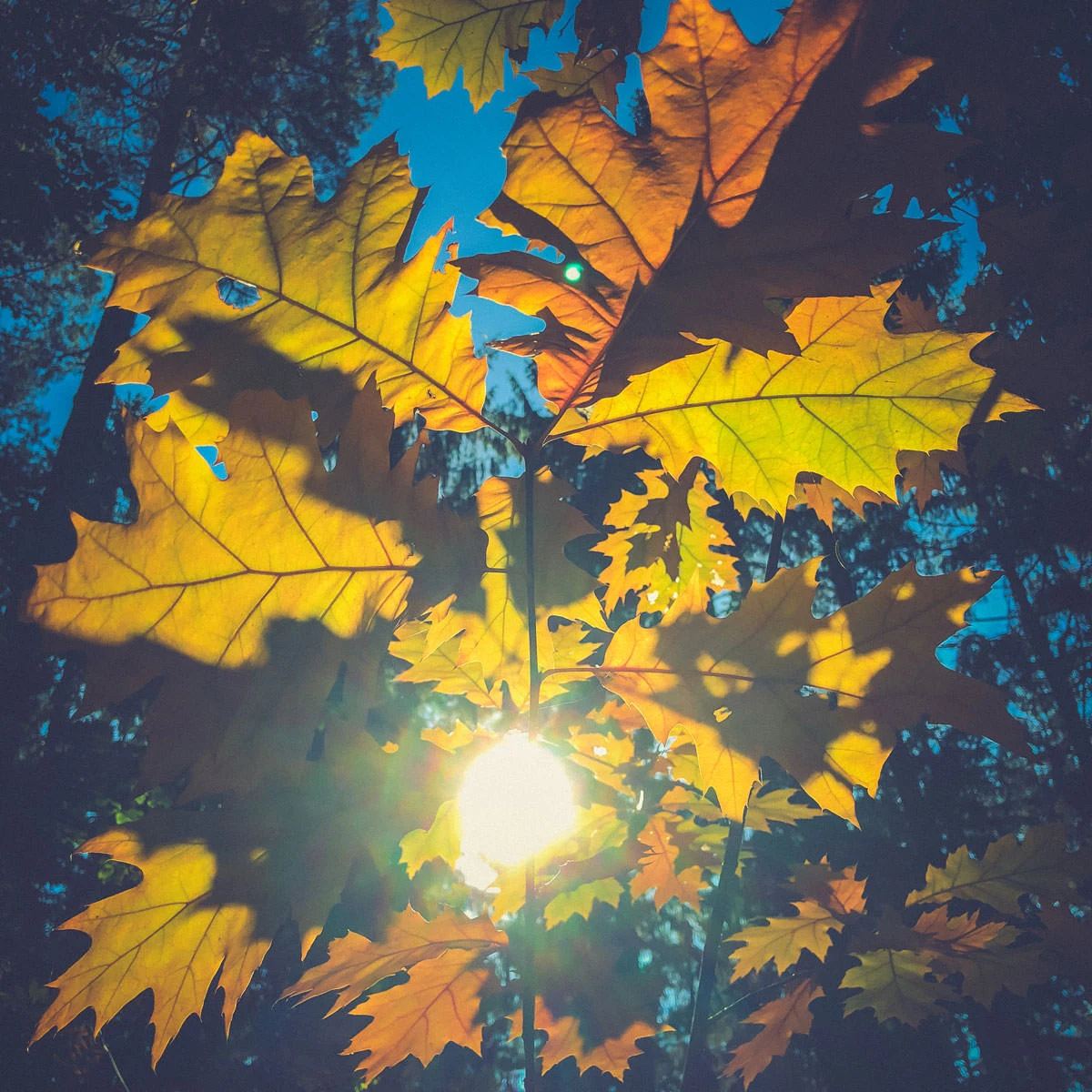 d3e87-63570-44402449985-91303efbb9-o