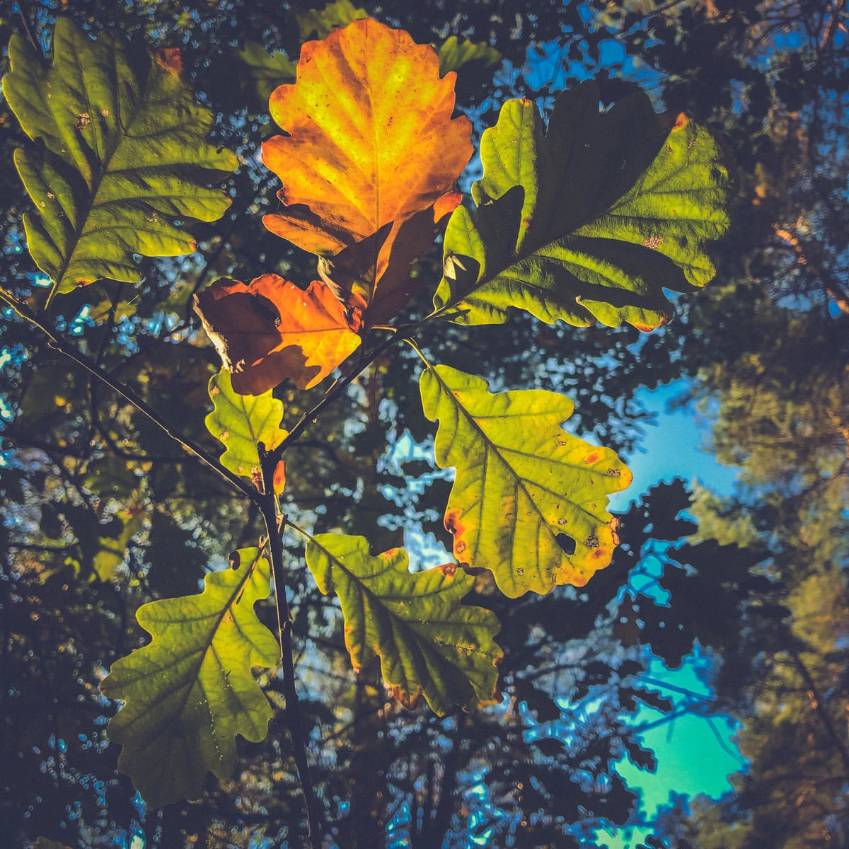 dfdee-166f1-45266084092-aae79a686b-o