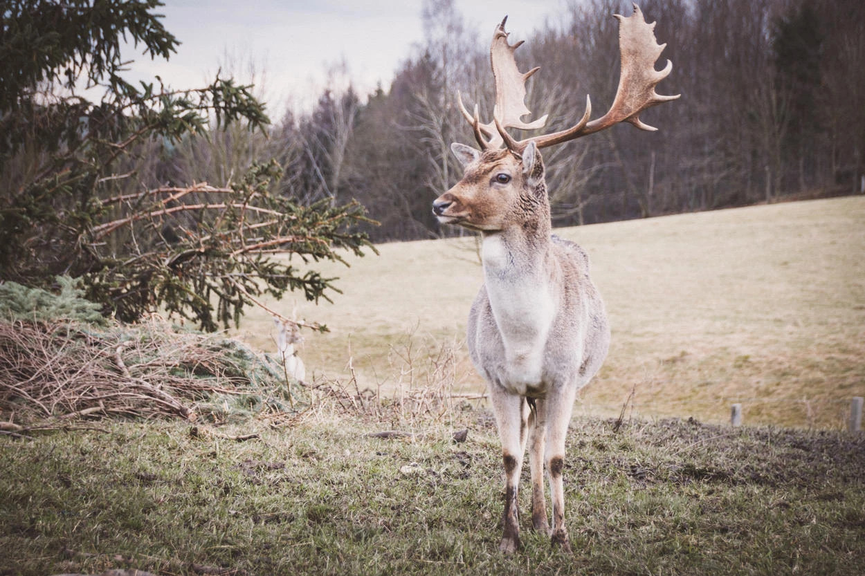 62ed6-4ecd5-26893878859-8054ec8c41-o