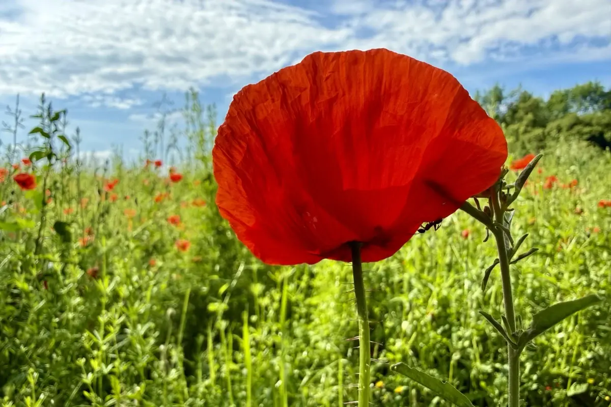 mohn