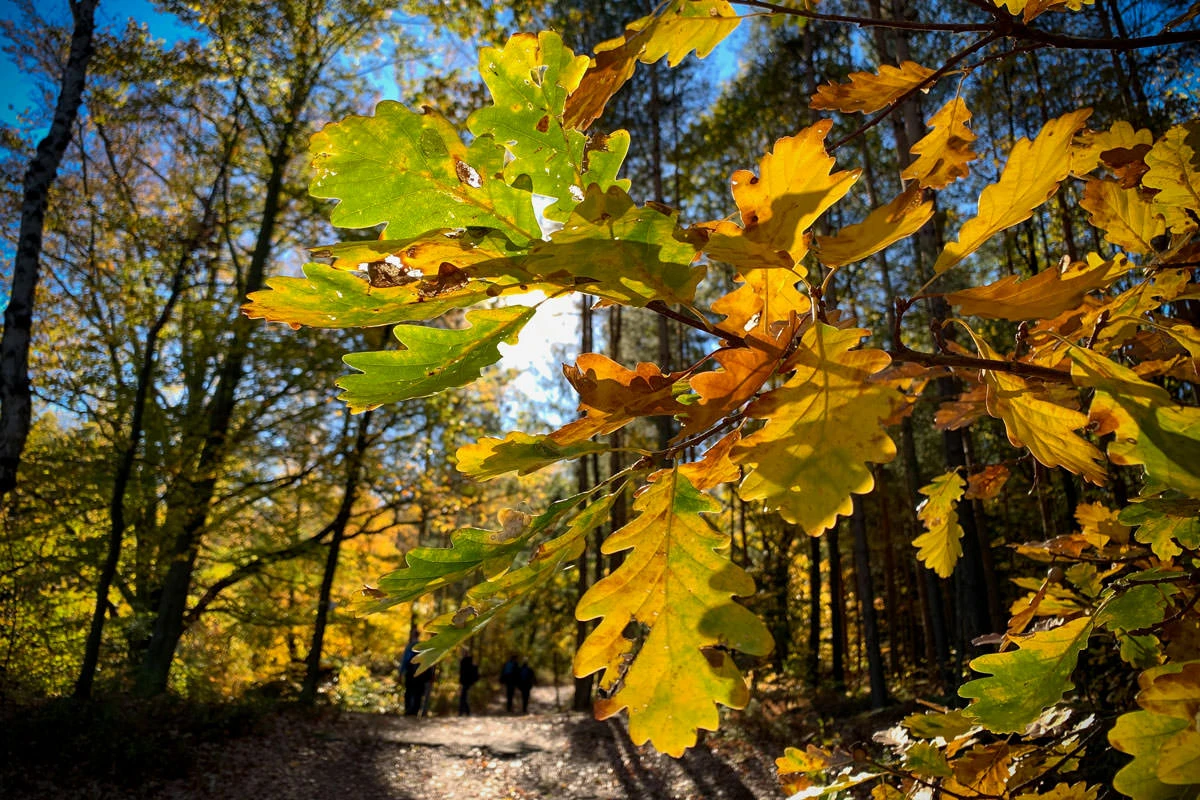 0fb11-6a1ce-31797378548-fd0deaca45-o