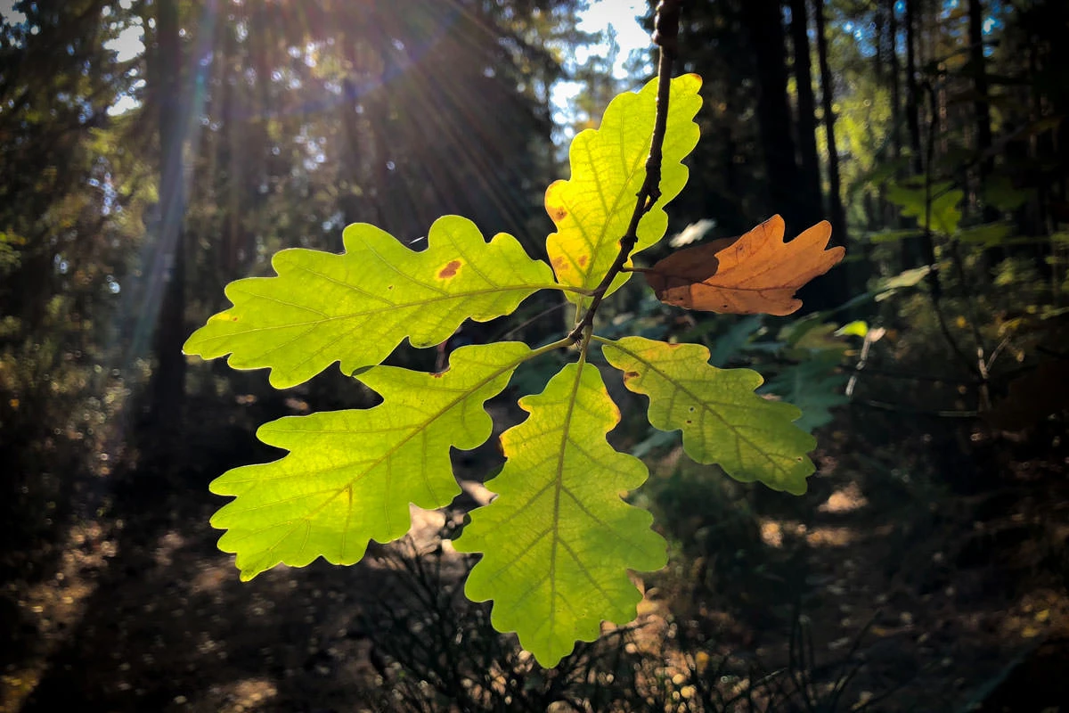 dbcdb-ef18a-31465482288-6184829cc7-o