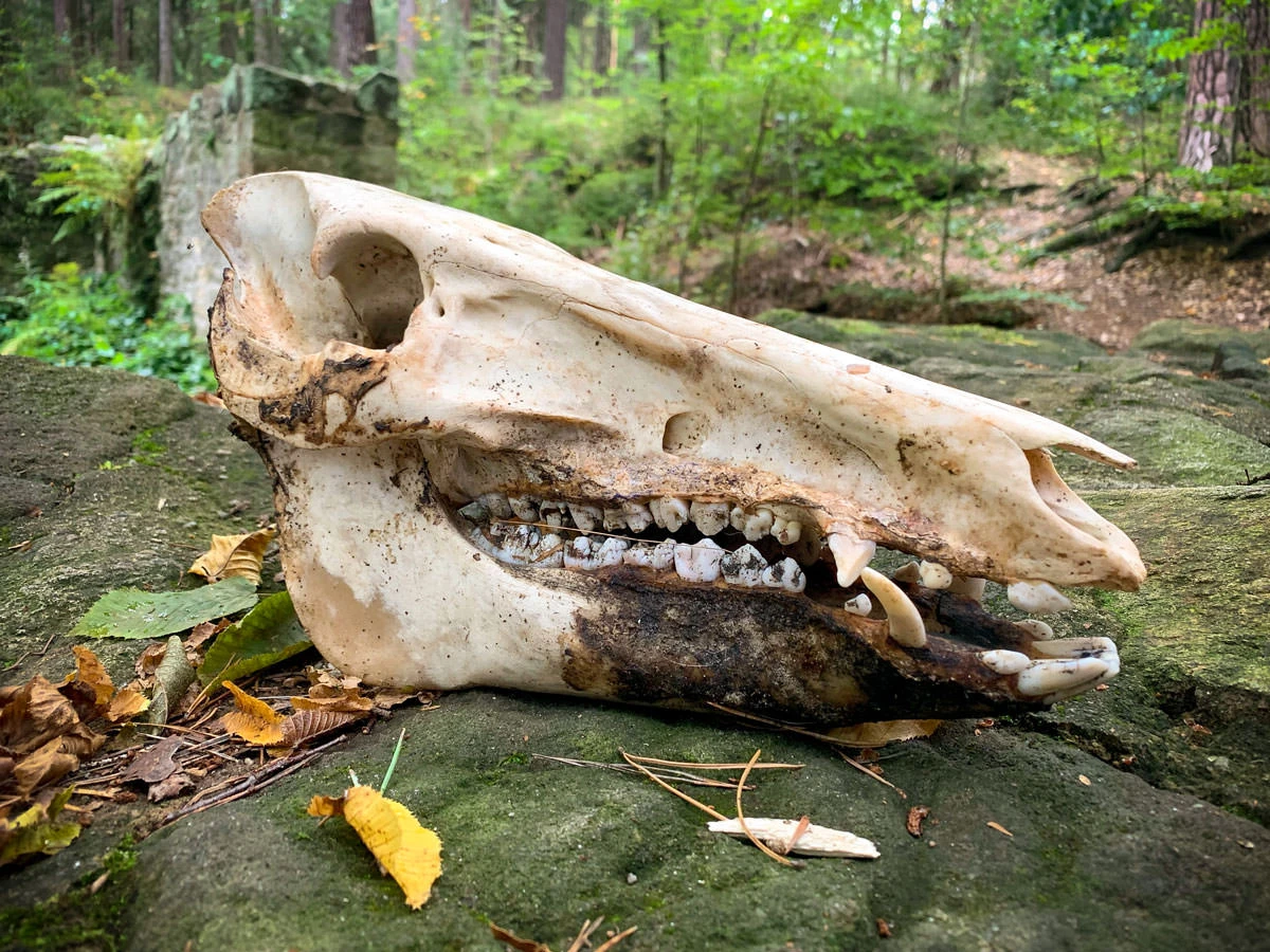 b7c0c-63273-50423226731-421221396c-o